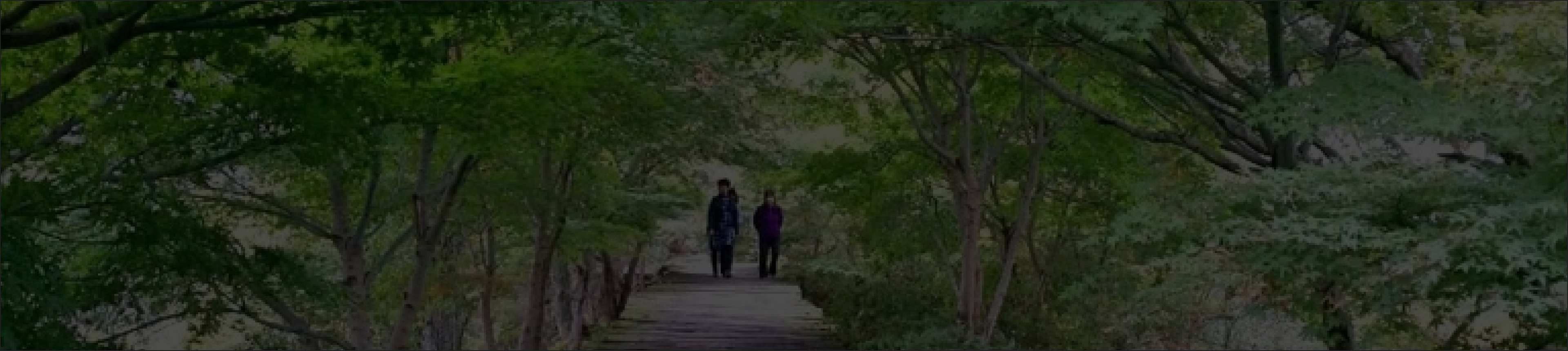 並木道の写真